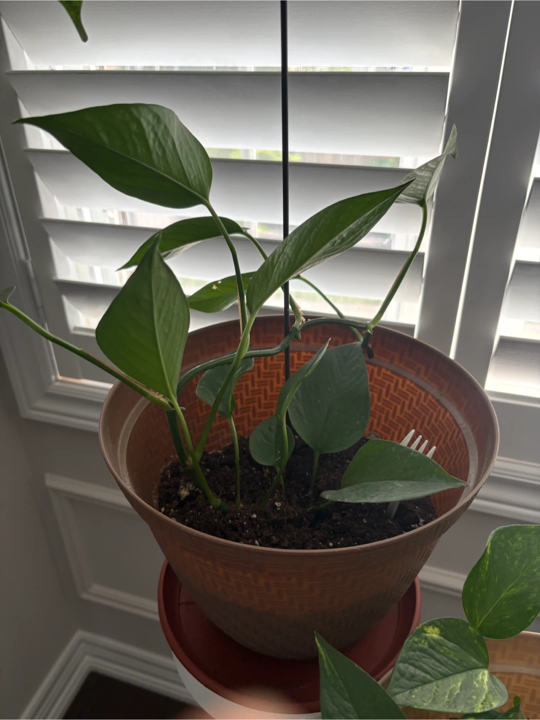 Pothos Plant in Terracotta Pot + Saucer - photo 2