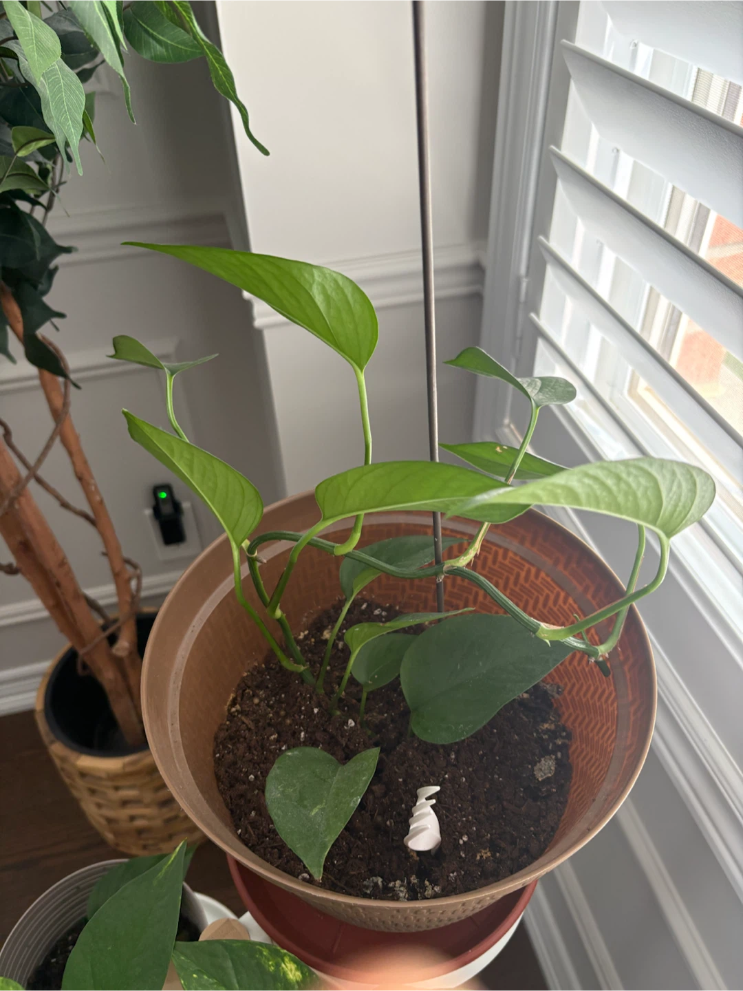 Pothos Plant in Terracotta Pot + Saucer - photo 3