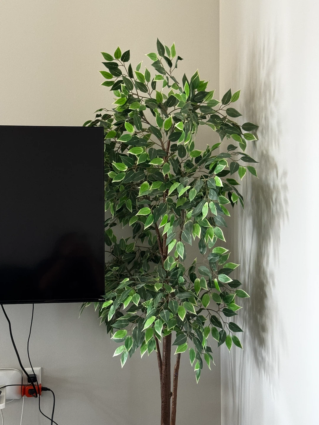 Artificial potted plant, Weeping fig, - photo 3