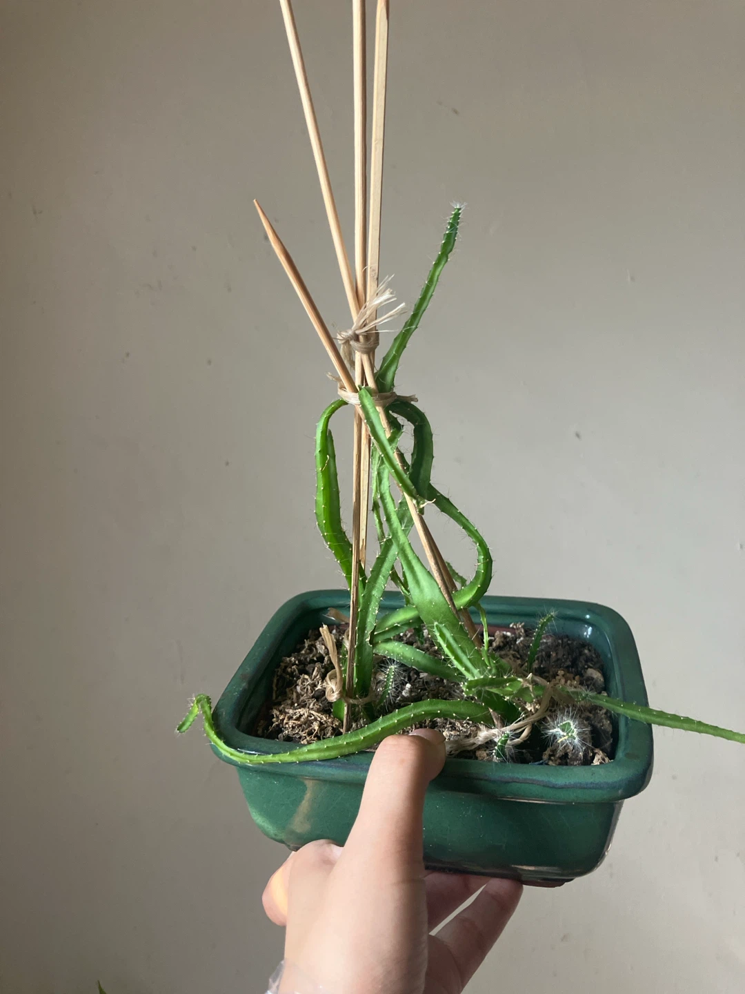 Dragon fruit cuttings
