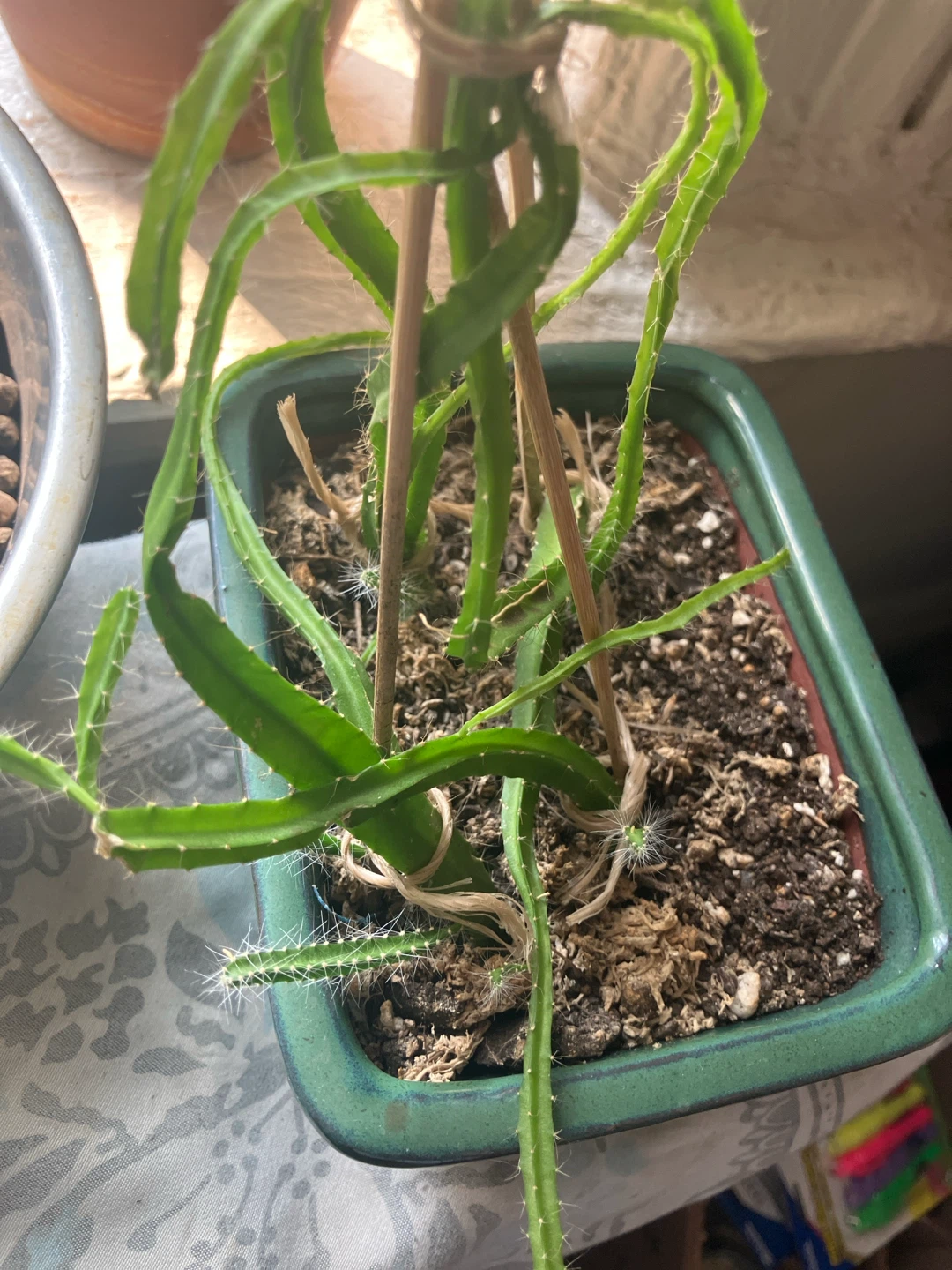 Dragon fruit cuttings - photo 2
