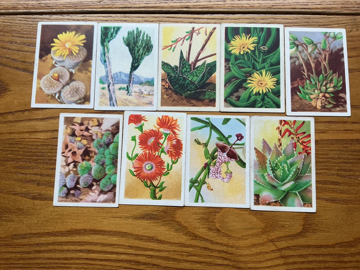 9. 1930’s WESTMINSTER CIGARETTES South African Succulents Cards