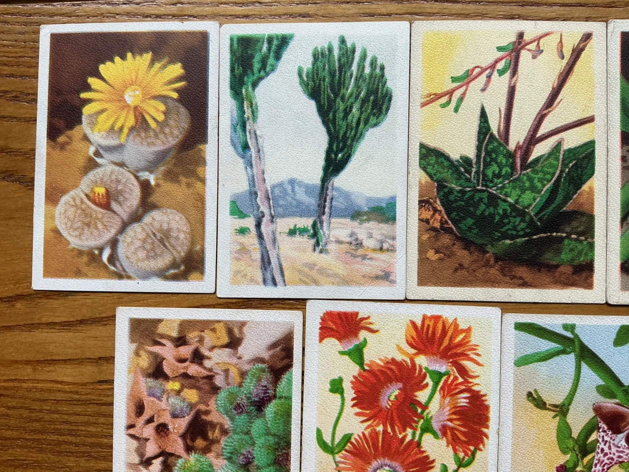 9. 1930’s WESTMINSTER CIGARETTES South African Succulents Cards - photo 2