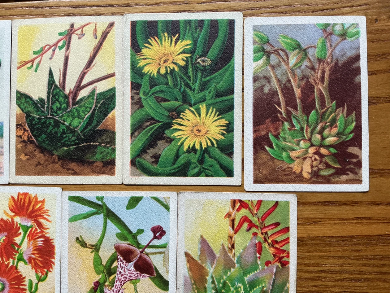 9. 1930’s WESTMINSTER CIGARETTES South African Succulents Cards - photo 3