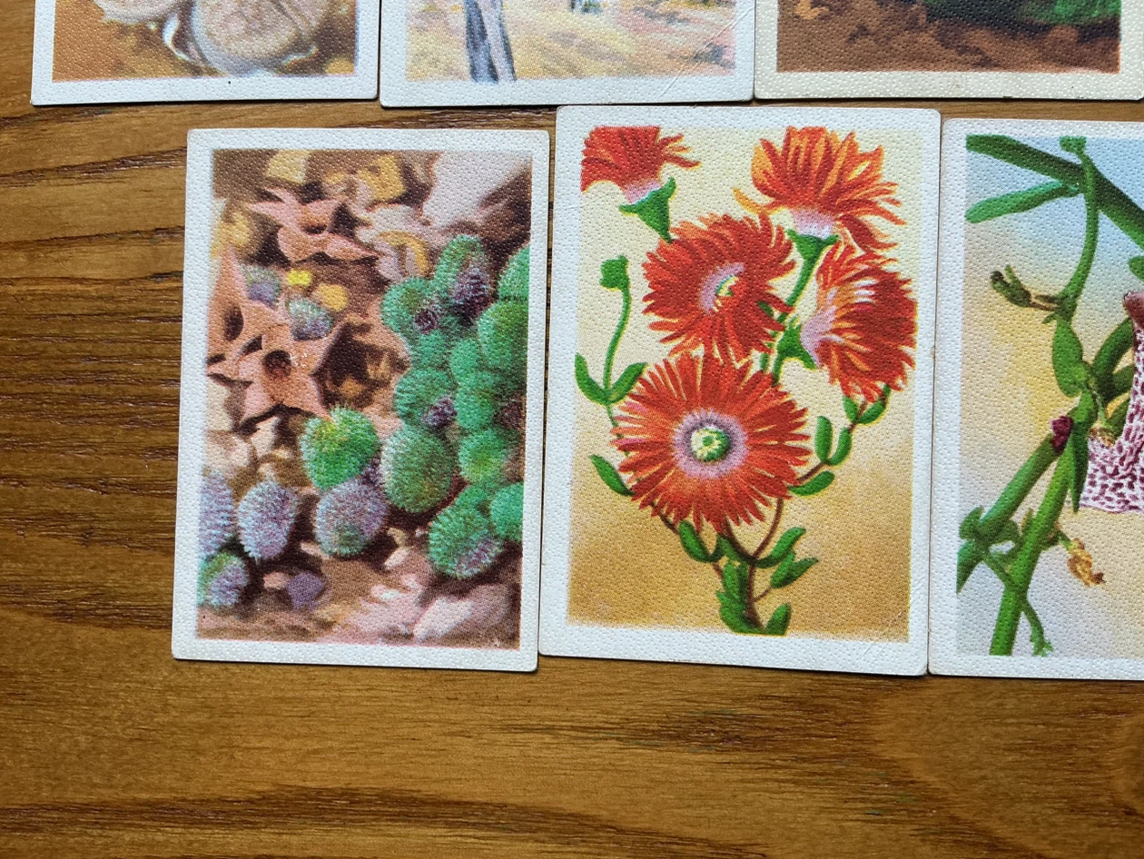 9. 1930’s WESTMINSTER CIGARETTES South African Succulents Cards - photo 4