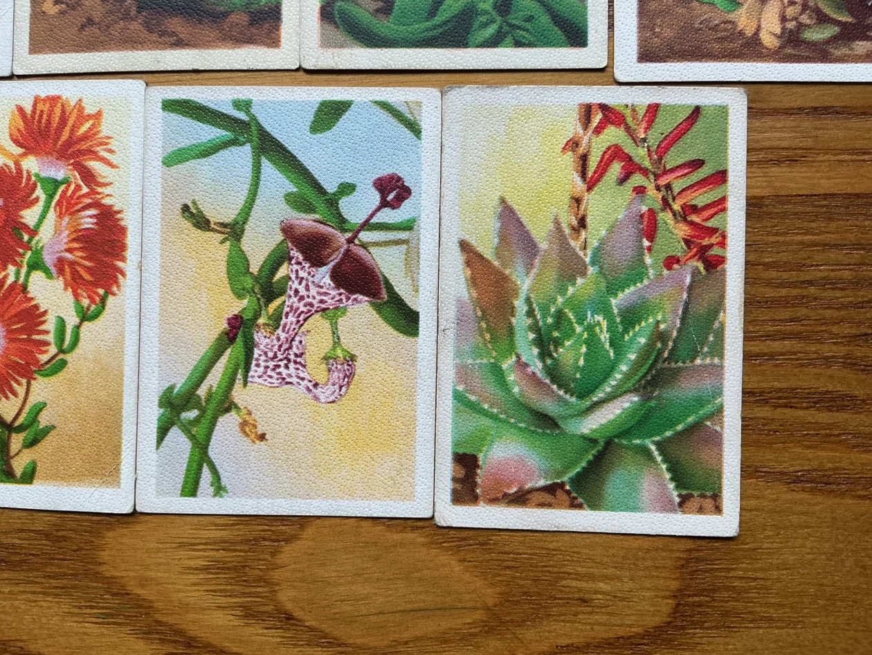 9. 1930’s WESTMINSTER CIGARETTES South African Succulents Cards - photo 5