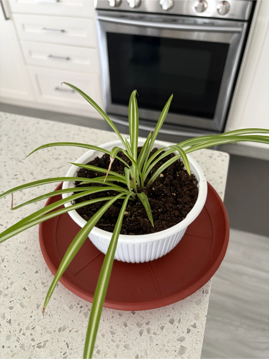 Spider Plant in White Pot