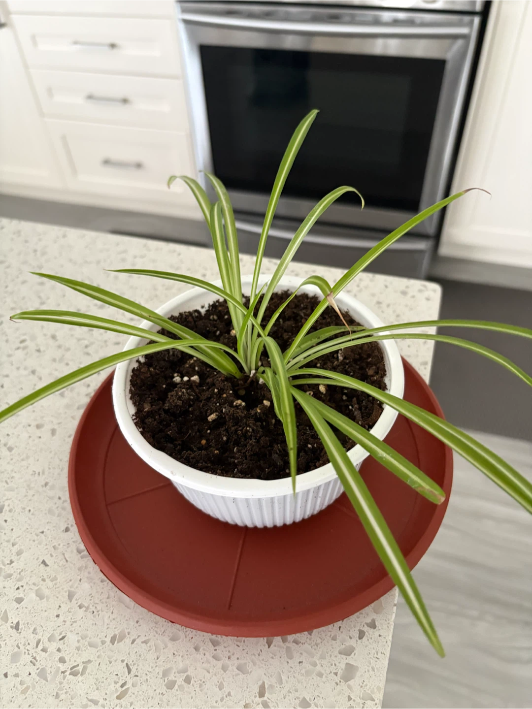 Spider Plant in White Pot - photo 2