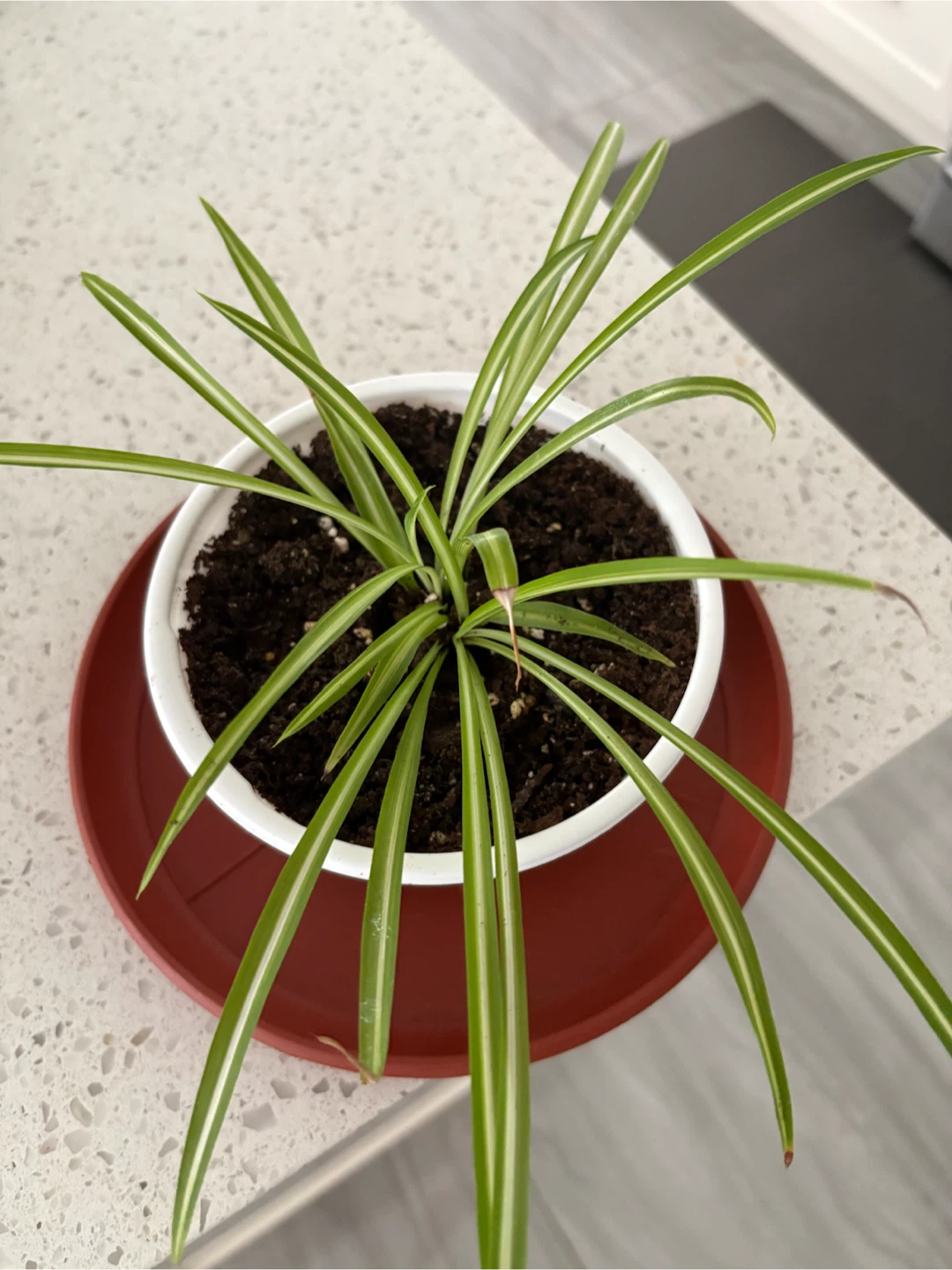 Spider Plant in White Pot - photo 3