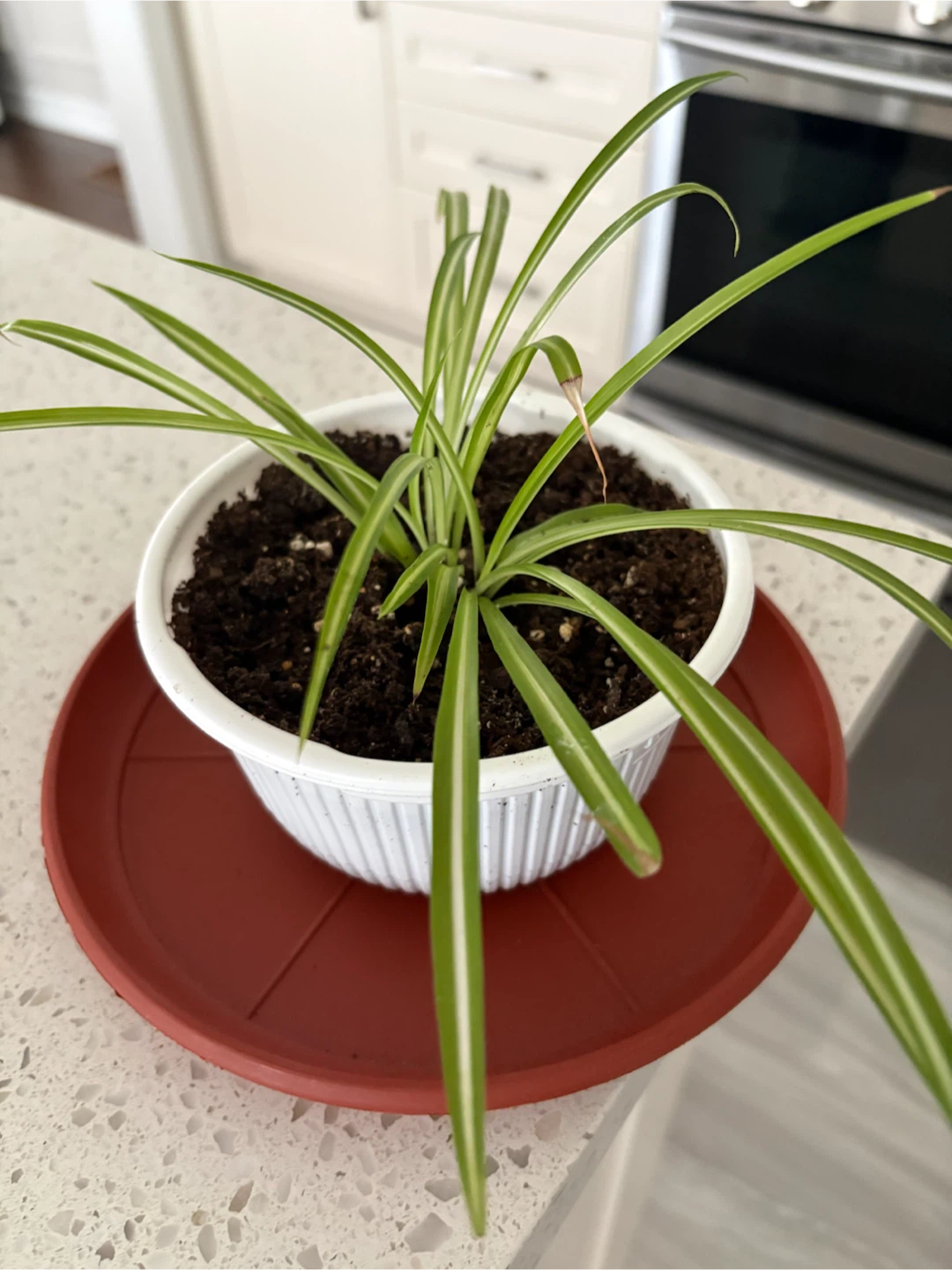 Spider Plant in White Pot - photo 4