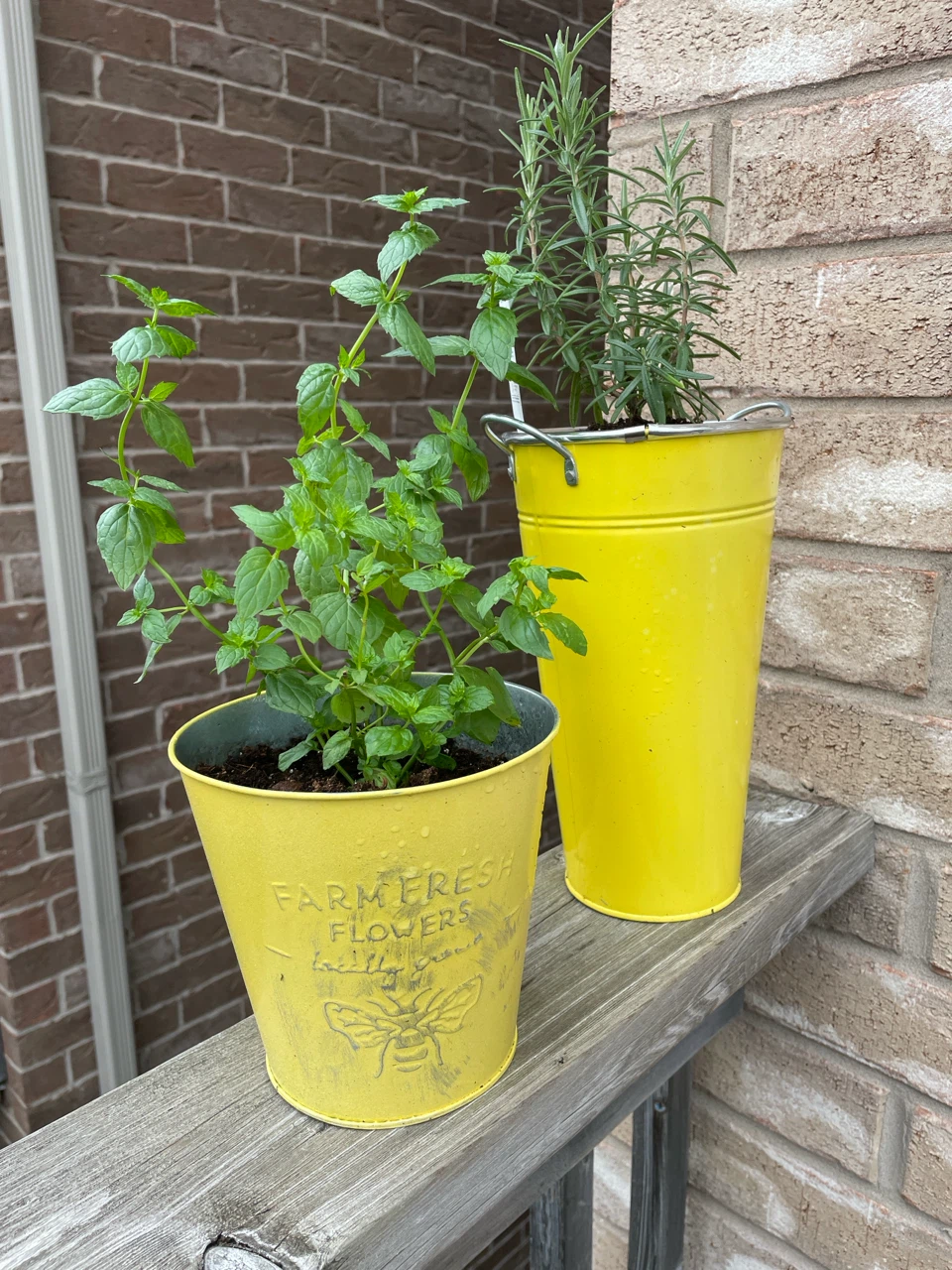 Mint and Rosemary Potted Plants