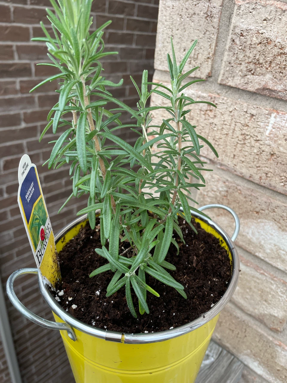 Mint and Rosemary Potted Plants - photo 2
