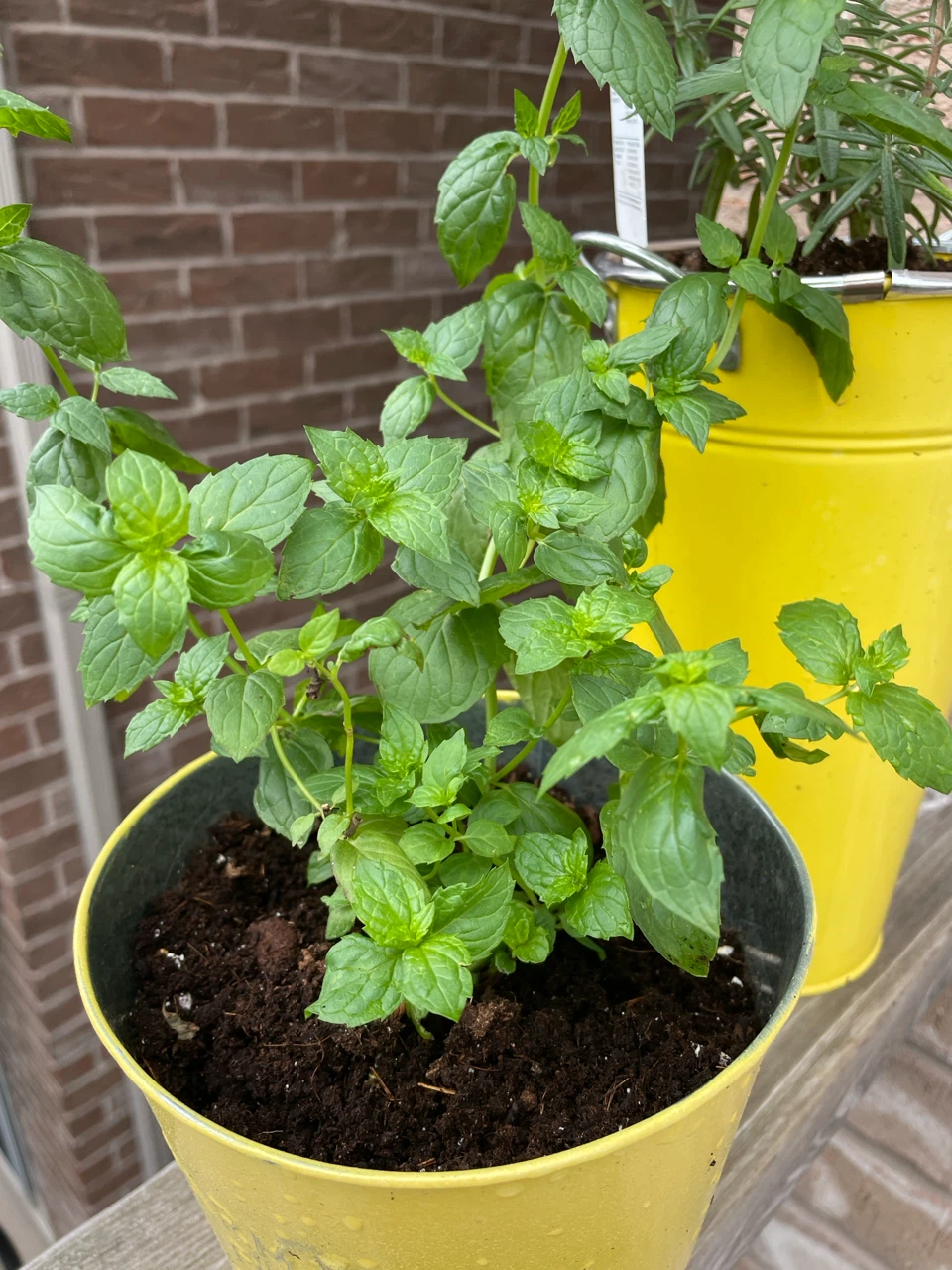 Mint and Rosemary Potted Plants - photo 3