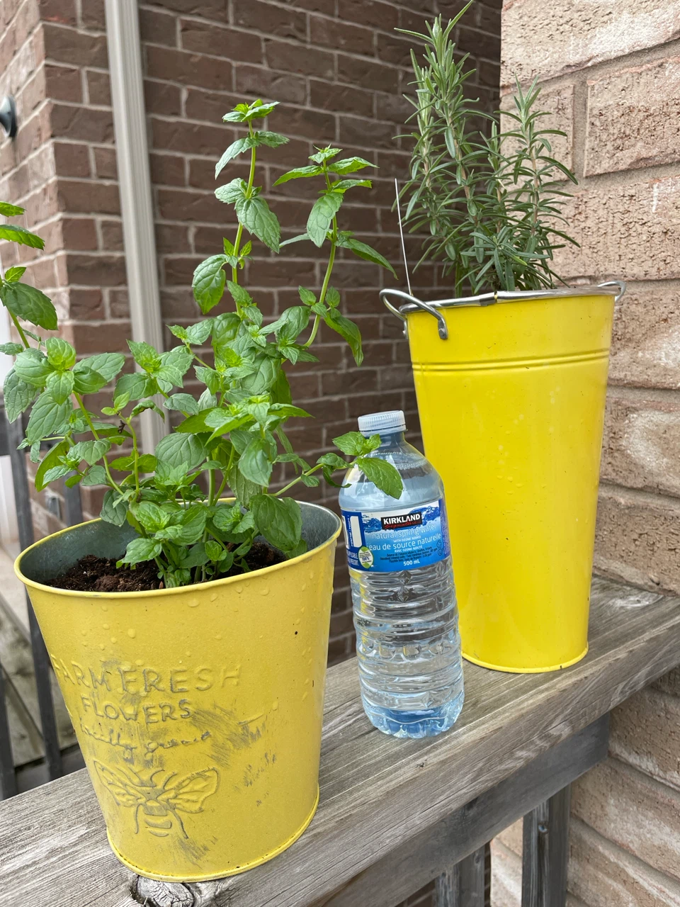 Mint and Rosemary Potted Plants - photo 4