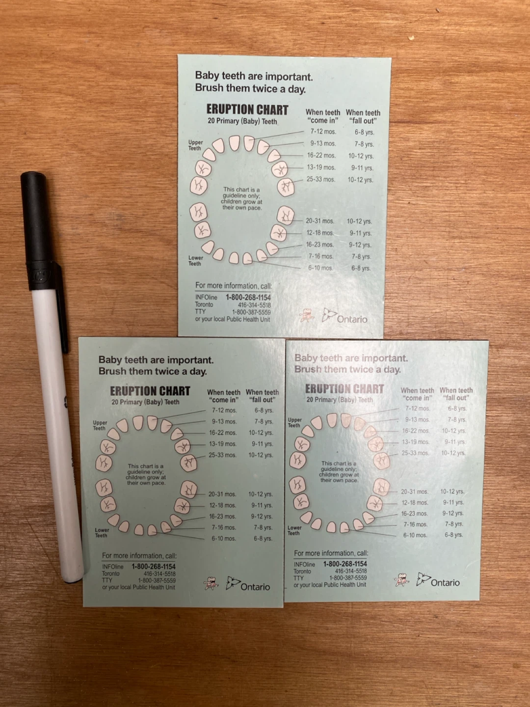 Baby Tooth Eruption Chart magnets