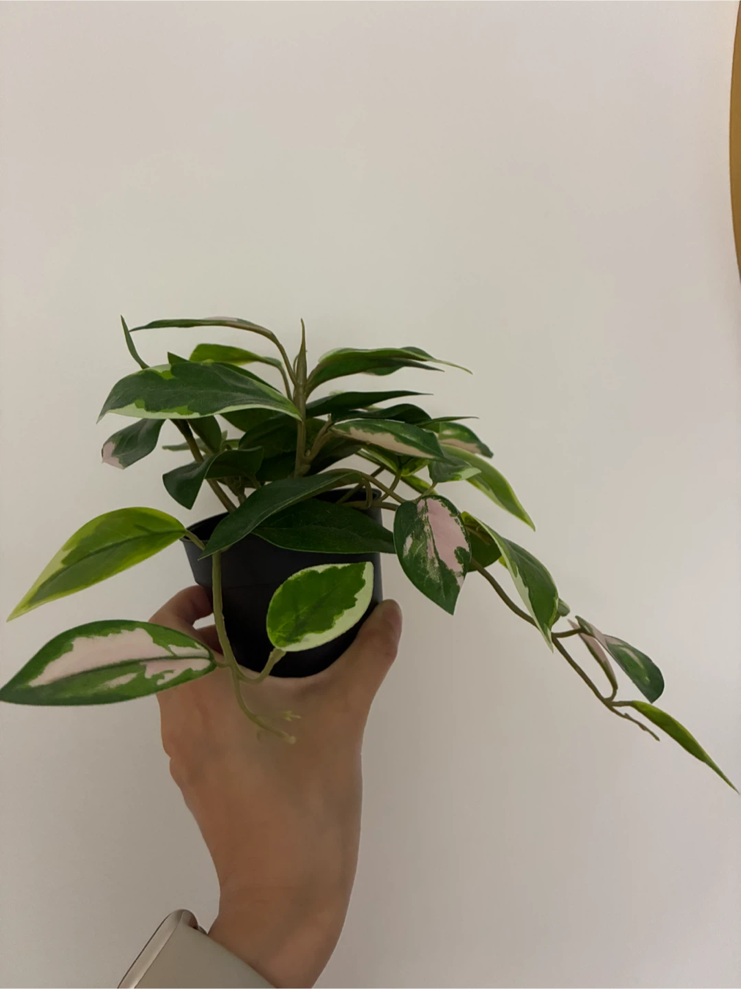 Artificial Plants - photo 2