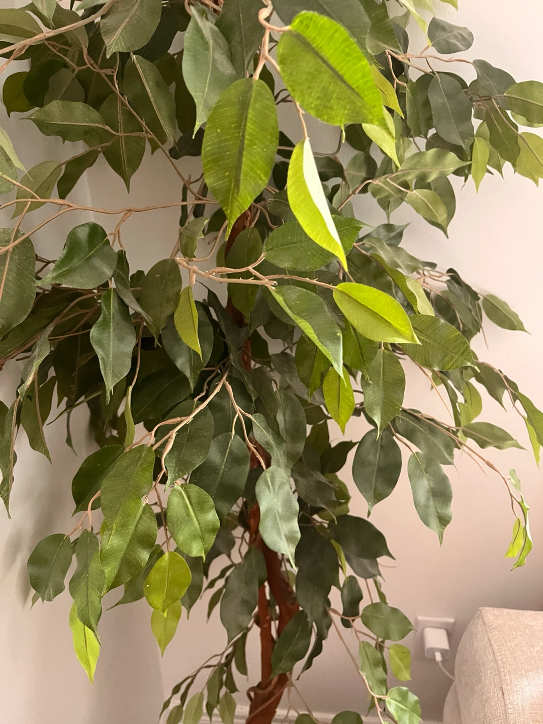 Artificial Ficus Tree in Decorative Pot - photo 2