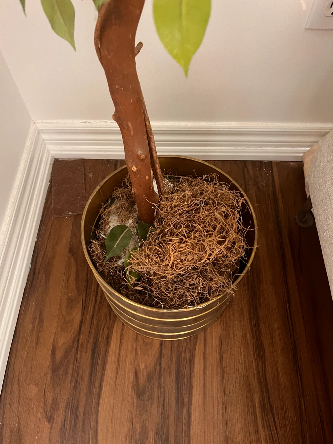 Artificial Ficus Tree in Decorative Pot - photo 3