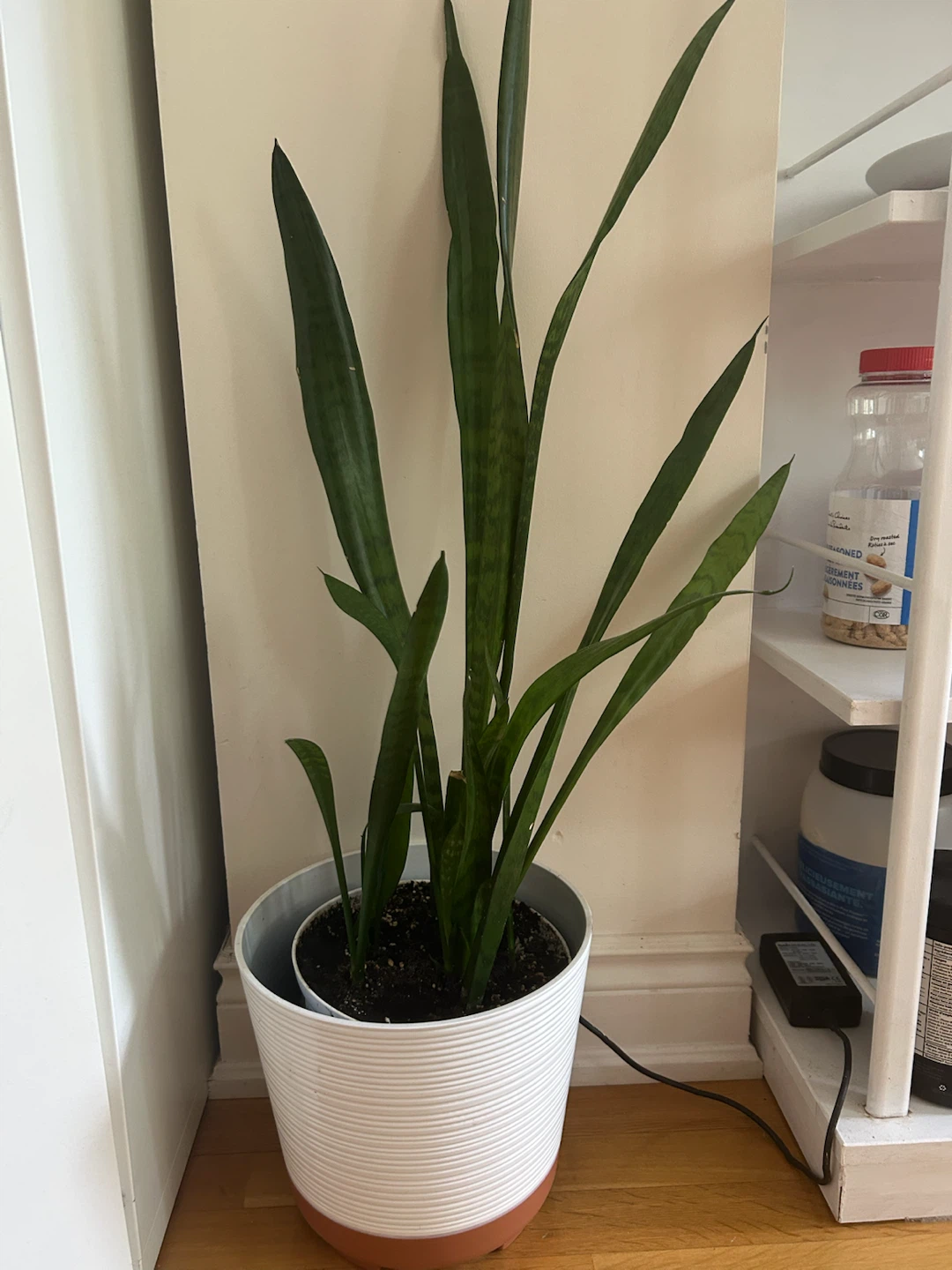 Snake Plant in White Pot