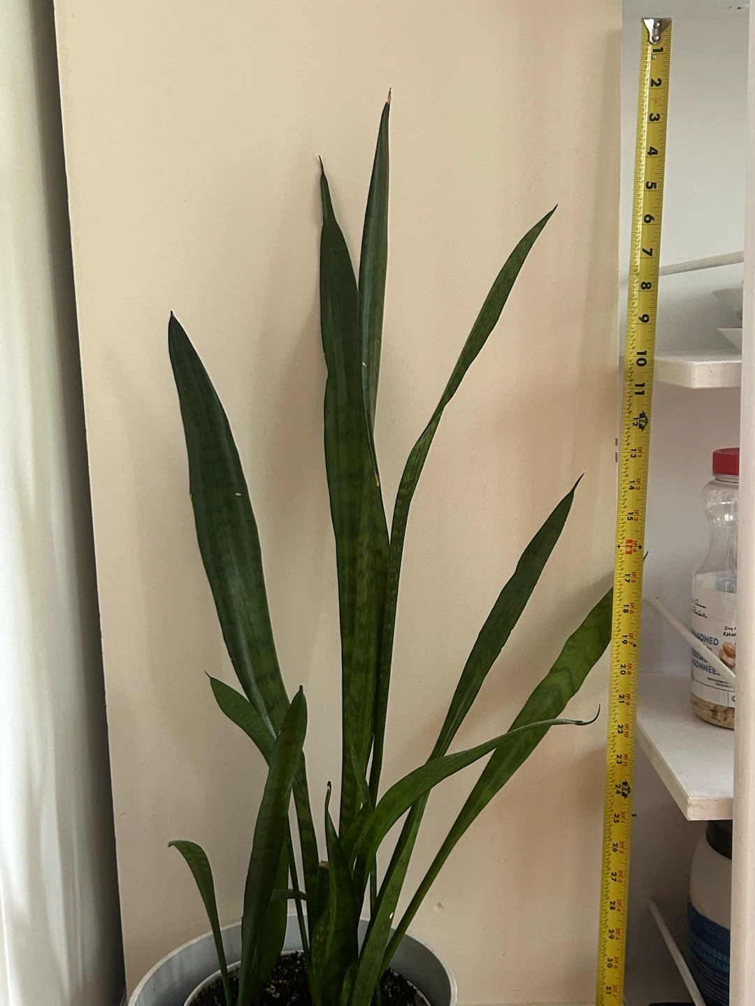 Snake Plant in White Pot - photo 2