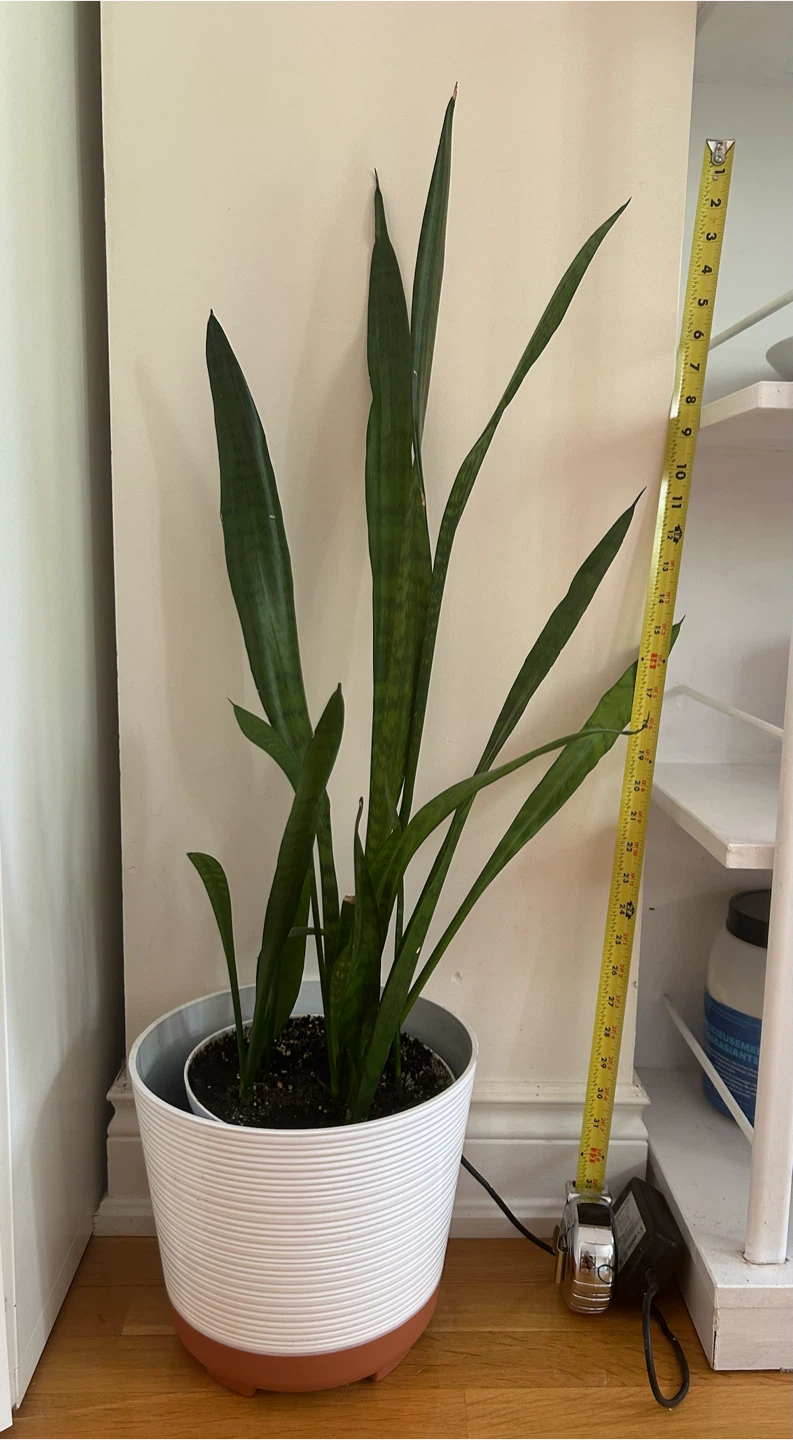 Snake Plant in White Pot - photo 3