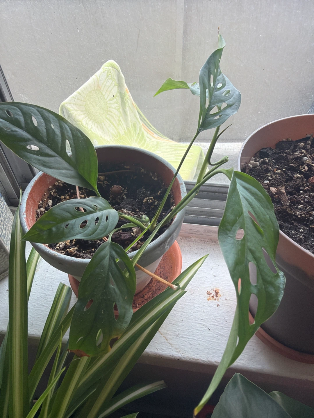 Monstera Adansonii Plant