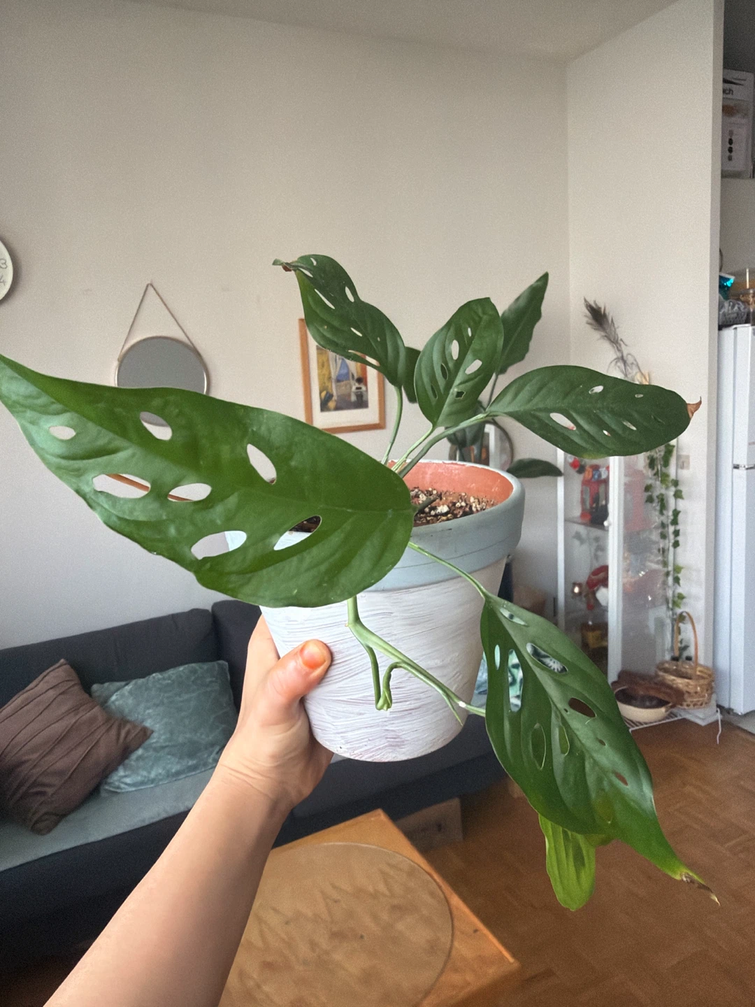 Monstera Adansonii Plant - photo 2