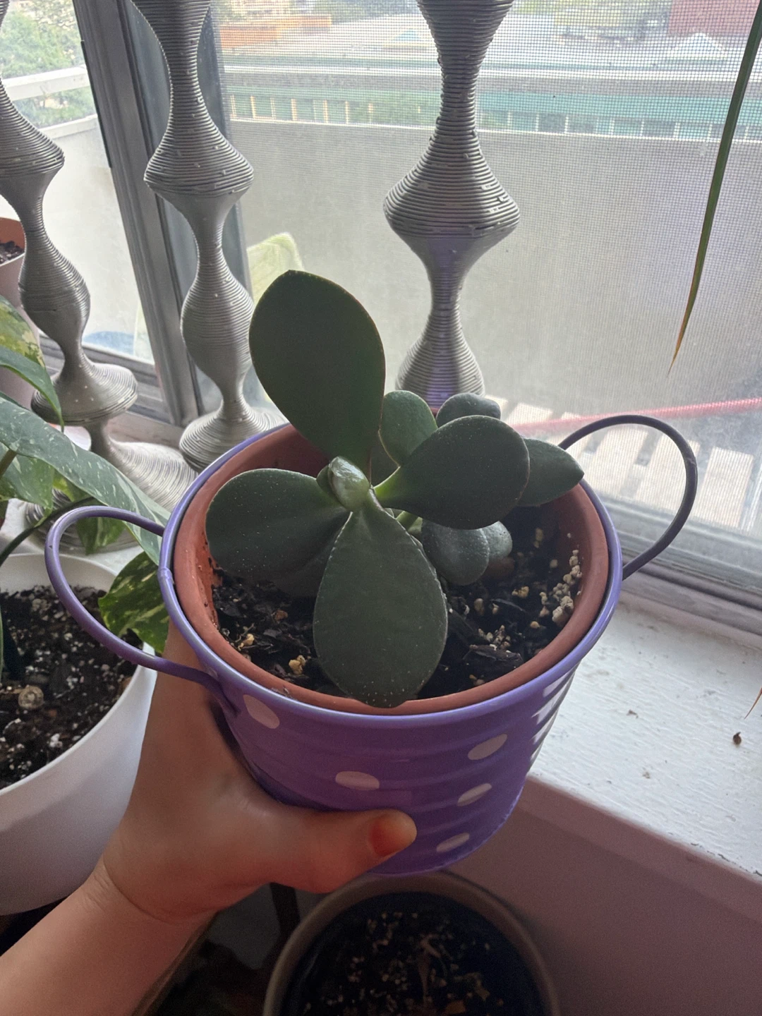 Jade Plant in Purple Polka Dot Pot