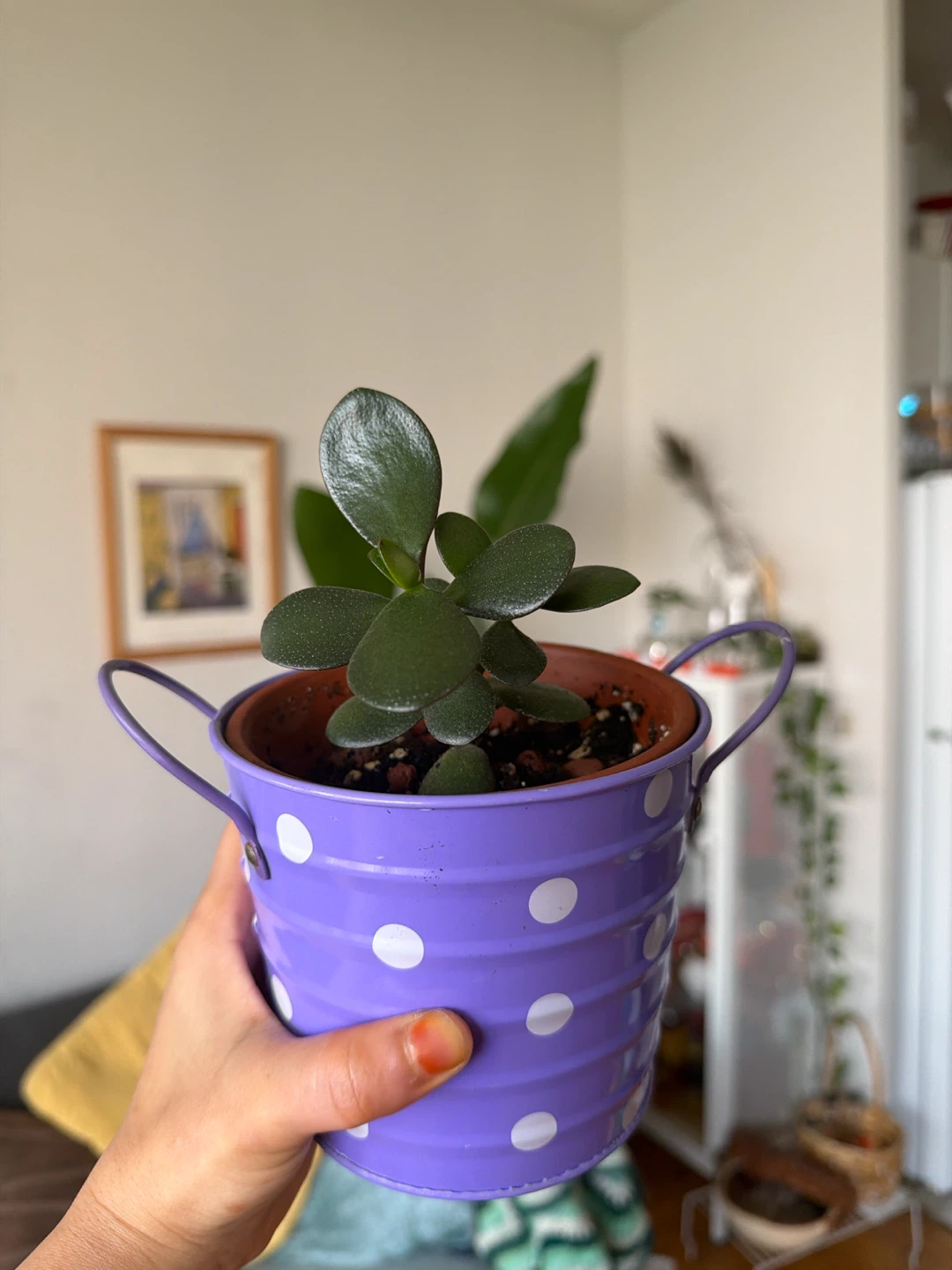 Jade Plant in Purple Polka Dot Pot - photo 2