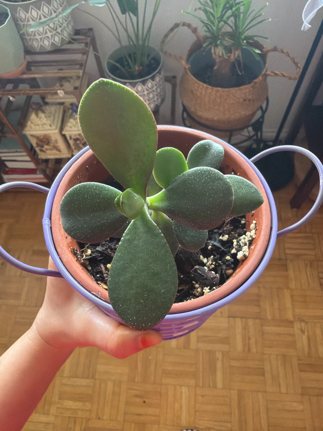 Jade Plant in Purple Polka Dot Pot - photo 3