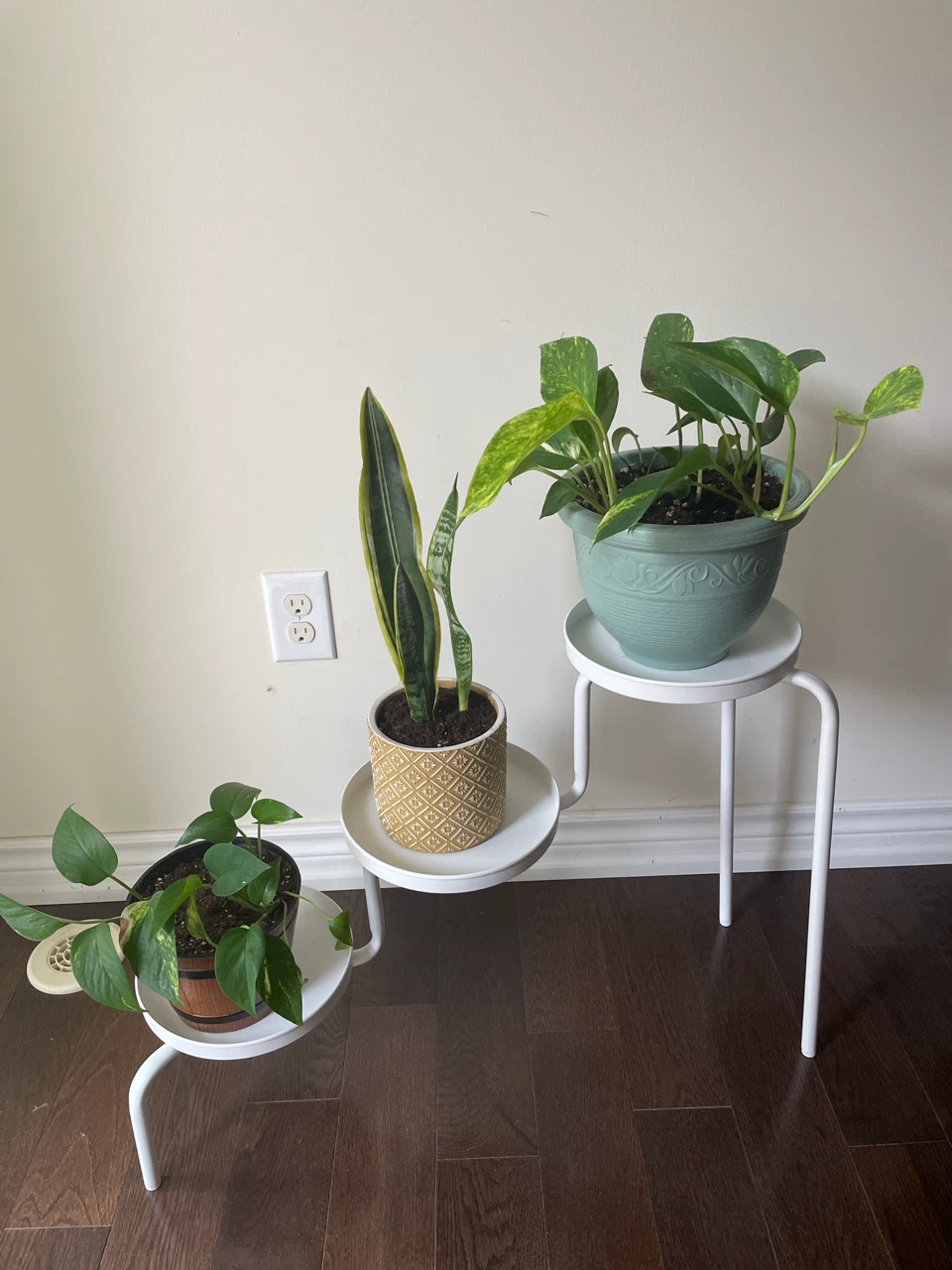 Assorted Potted Plants with Stands