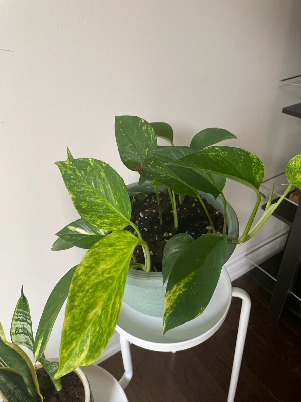 Assorted Potted Plants with Stands - photo 2