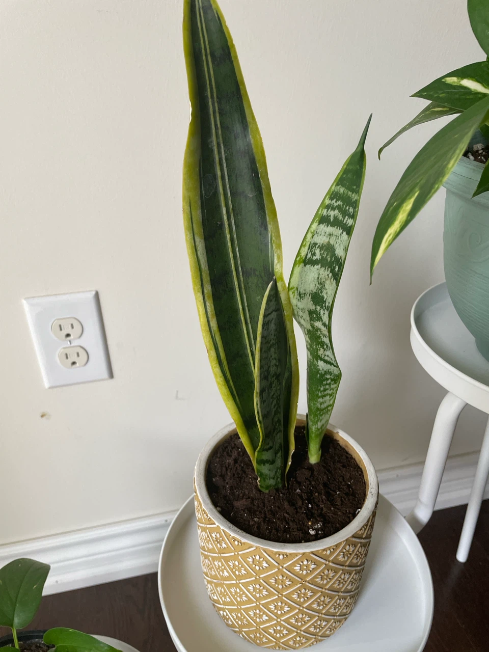 Assorted Potted Plants with Stands - photo 3