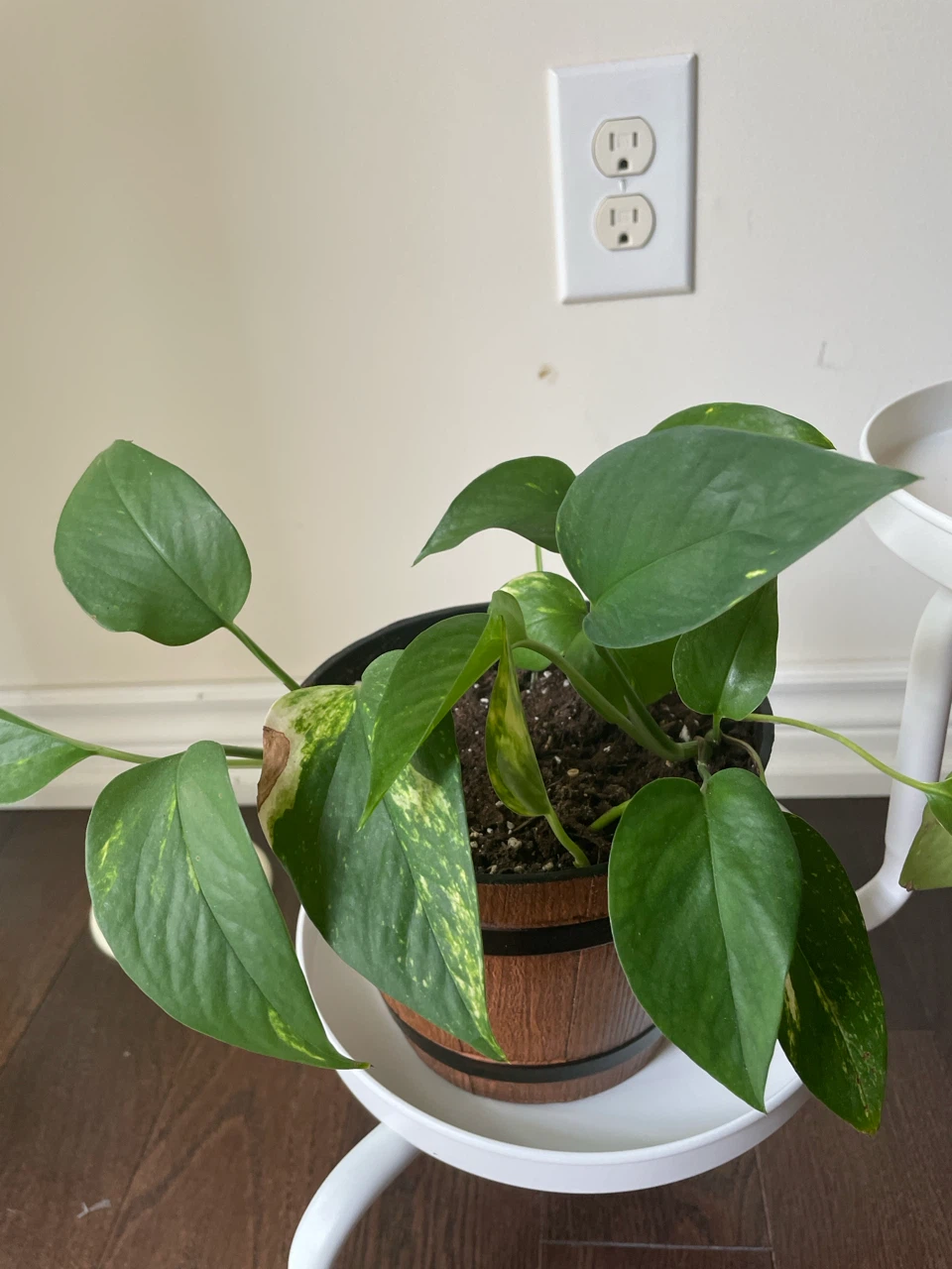 Assorted Potted Plants with Stands - photo 4