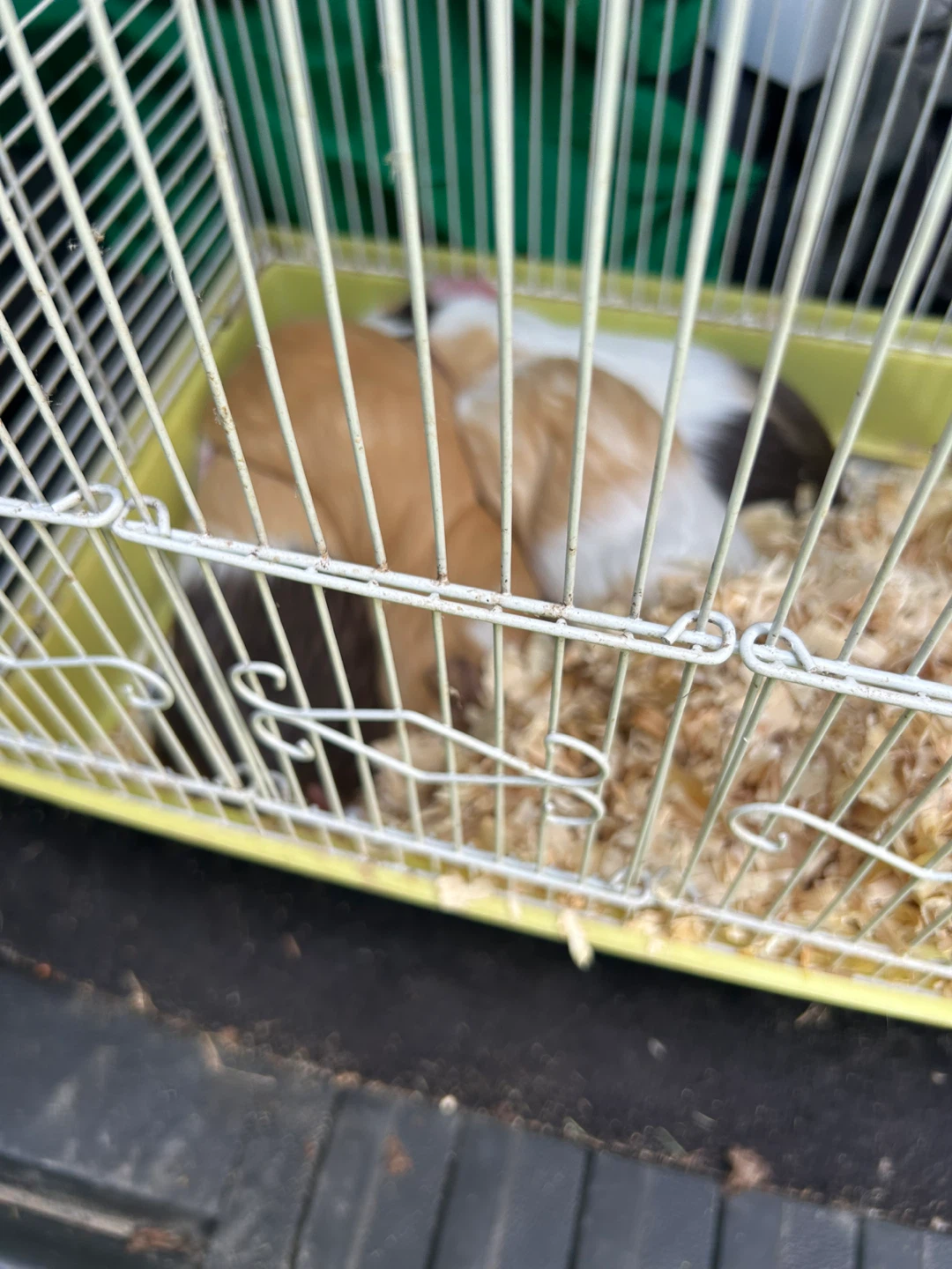 Guinea Pigs - photo 2