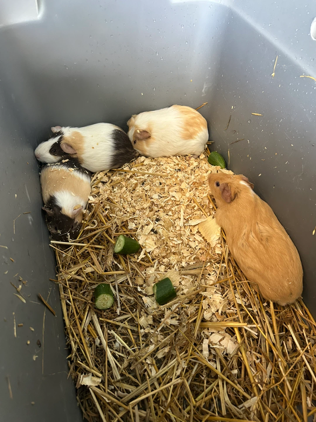Guinea Pigs