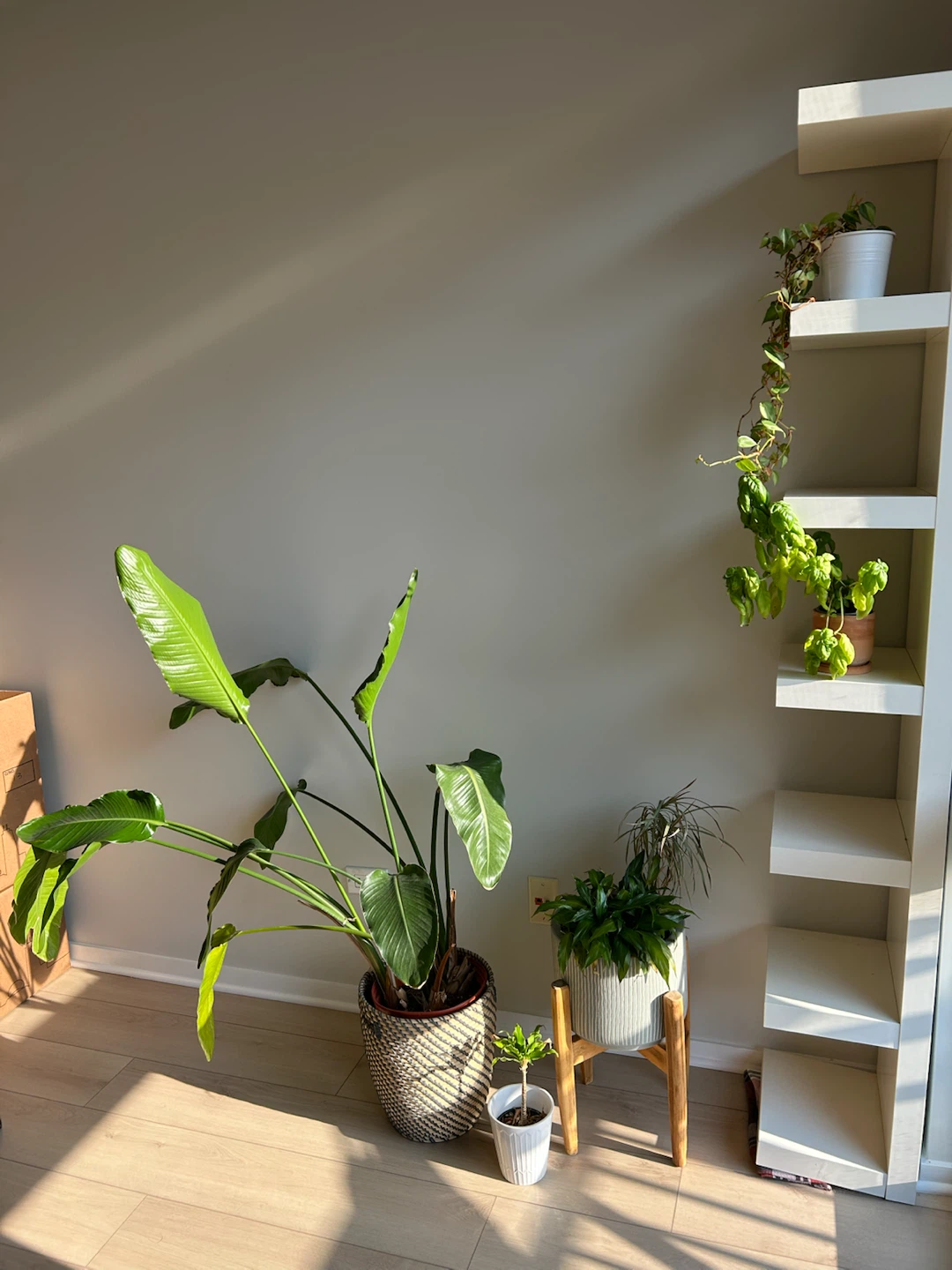 Bird of Paradise Plant Set