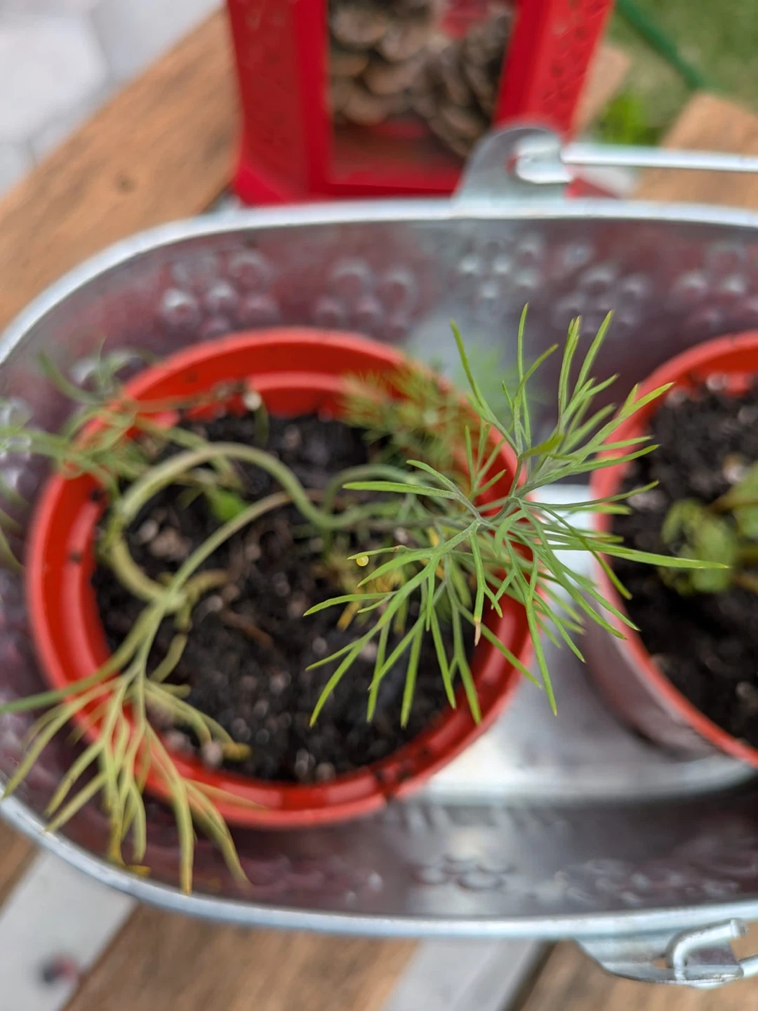 Combo: Mint, Basil, Coriander, Dill, Rose Of Sharon - photo 2