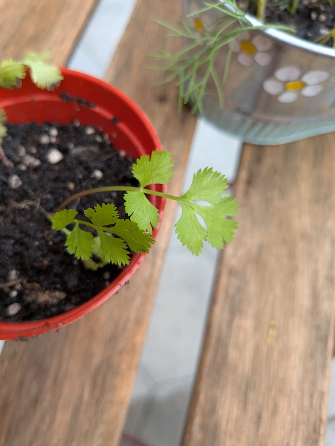 Combo: Mint, Basil, Coriander, Dill, Rose Of Sharon - photo 3
