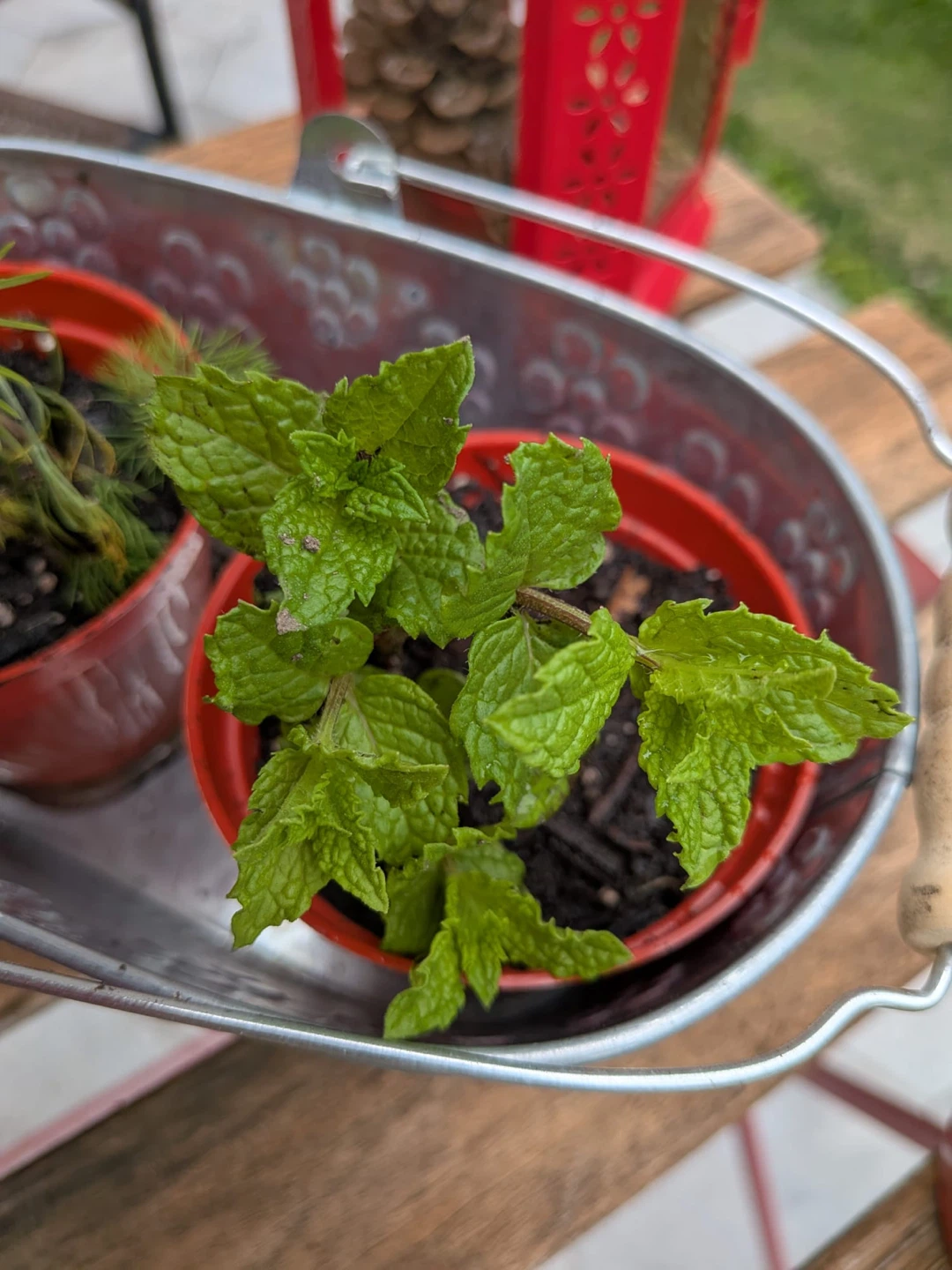 Combo: Mint, Basil, Coriander, Dill, Rose Of Sharon - photo 4