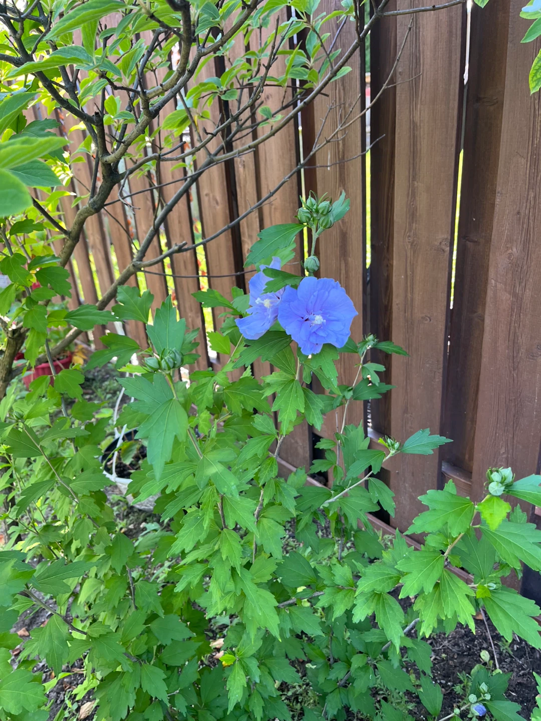 Rose of sharon seedlings plant - photo 3
