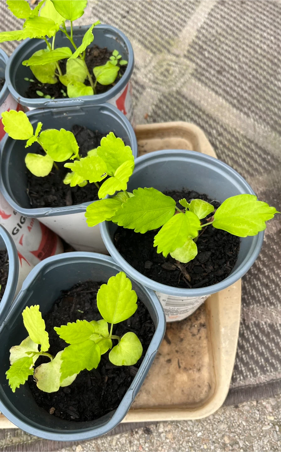 Rose of sharon seedlings plant