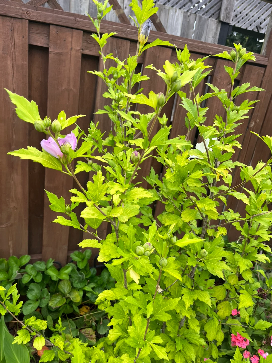 Rose of sharon seedlings plant - photo 4