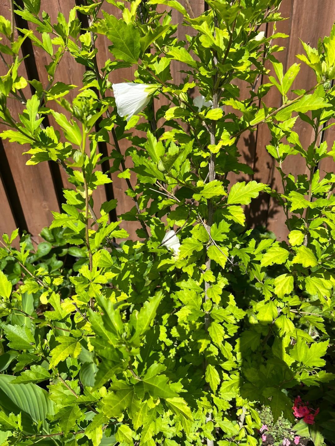 Rose of sharon seedlings plant - photo 2