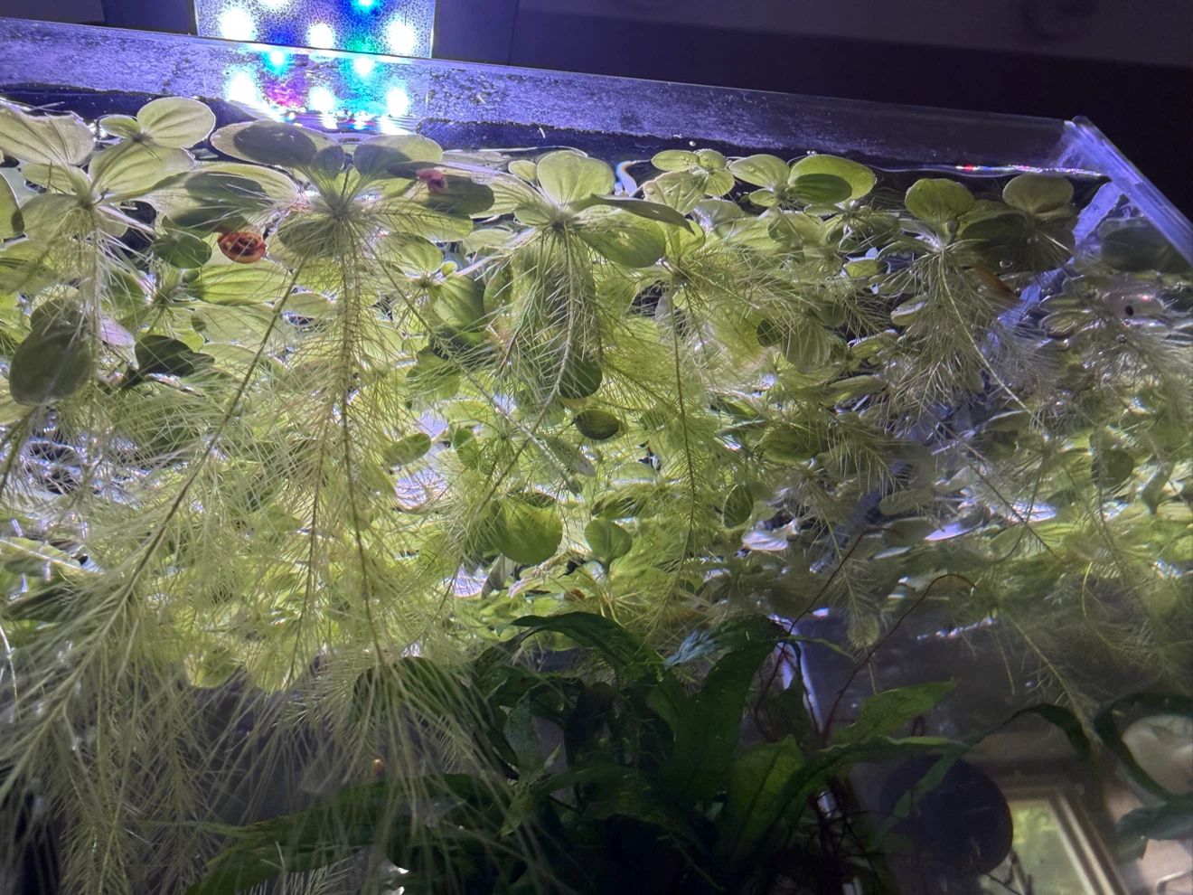 DWARF Water Lettuce