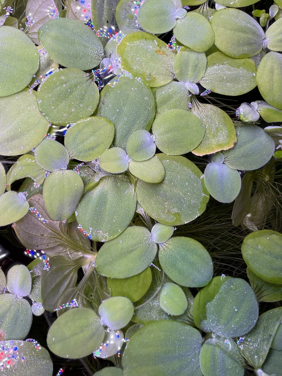 DWARF Water Lettuce - photo 2