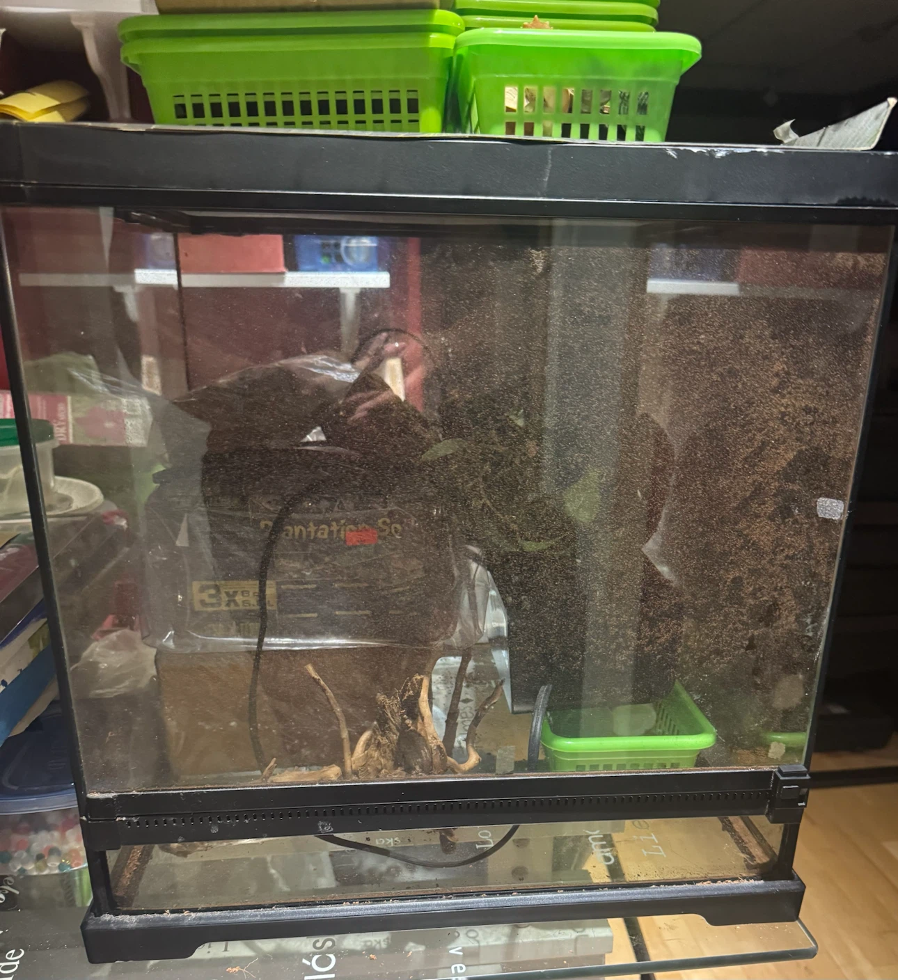 Terrarium with decor and accessories
