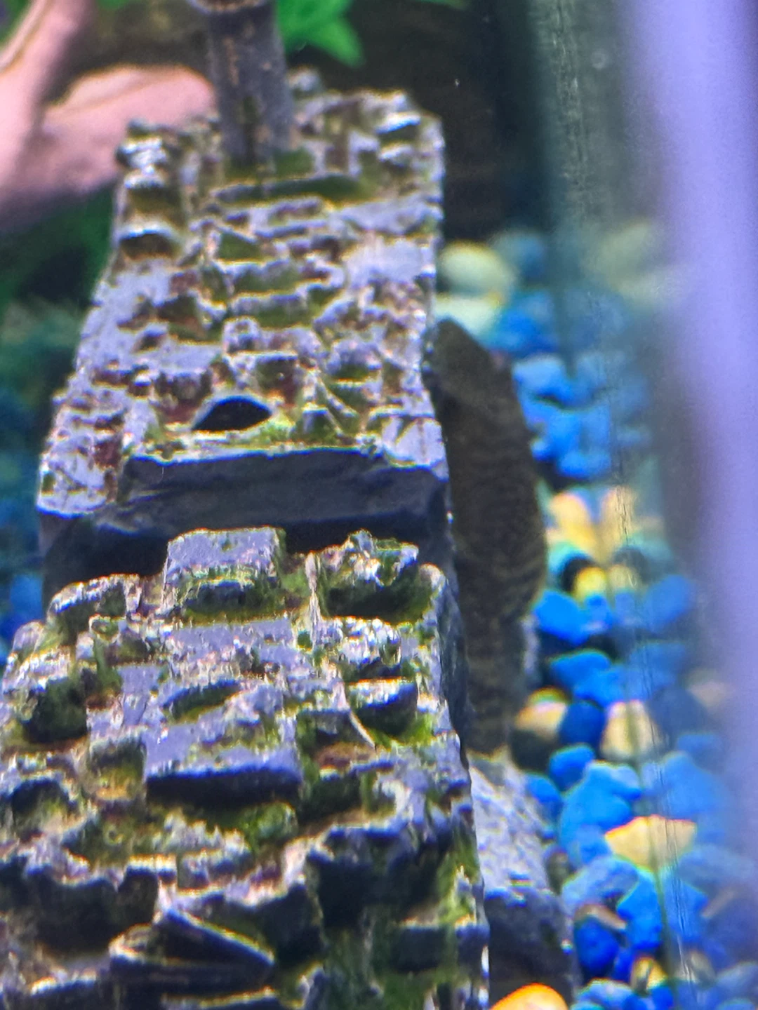 Two female pleco