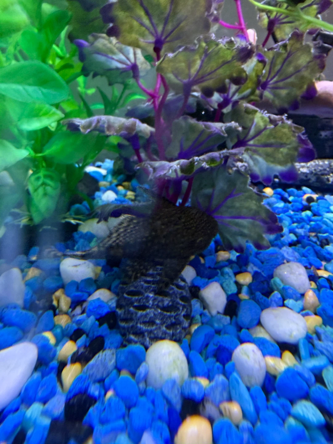 Two female pleco - photo 2