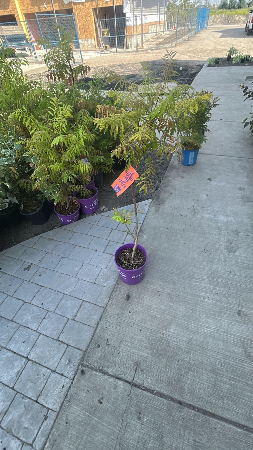 Young Tree in Pot